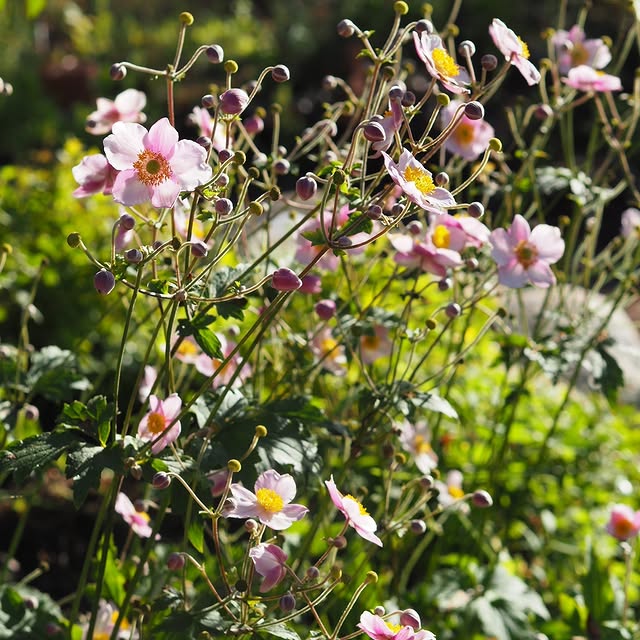 Post by villapelargonia