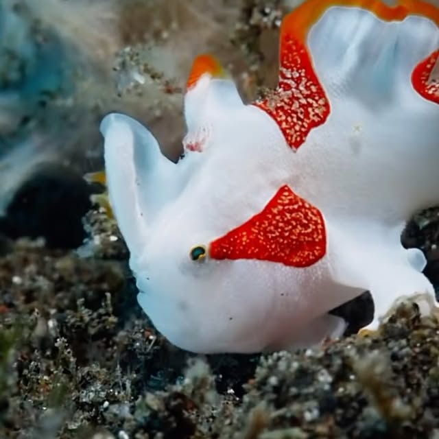 Post by uw.ocean.visuals