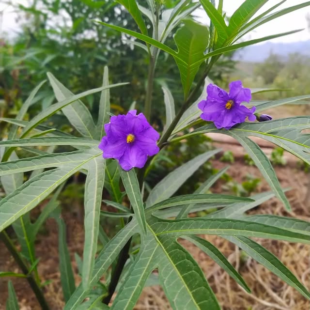 Post by creative_gardening_spain