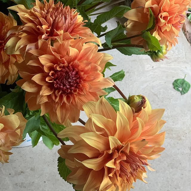 Post by serenada_dahlias