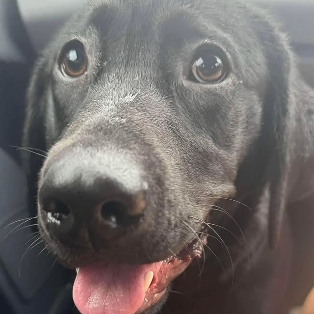 Post by labrador.rescue.australia