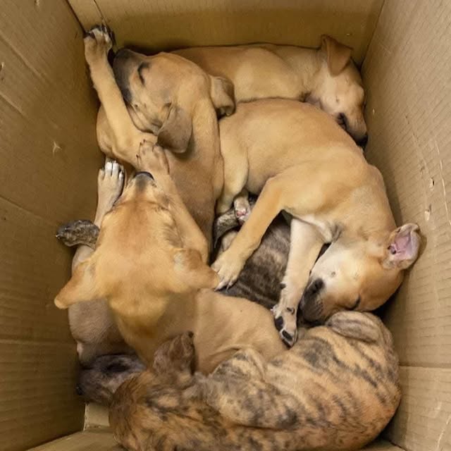 Post by strongheartsdogs