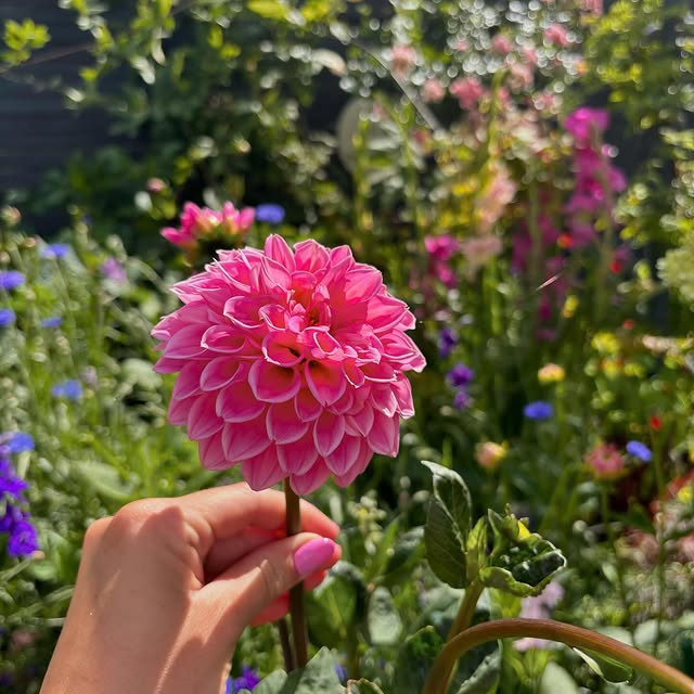 Post by charlies_blooms