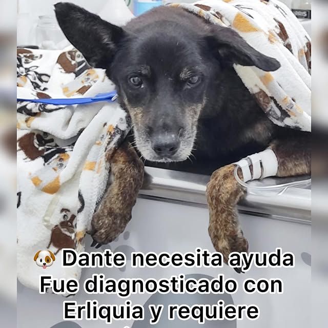 Post by rescatecanalero