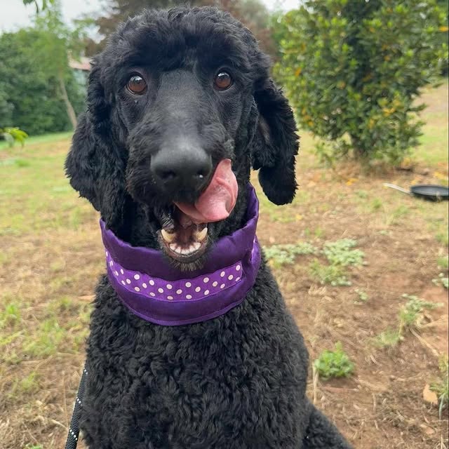 Post by adoptadog_au