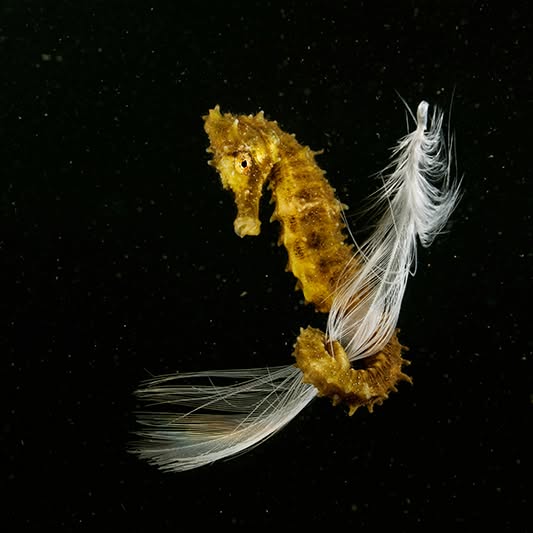 Post by javiermurciarequena