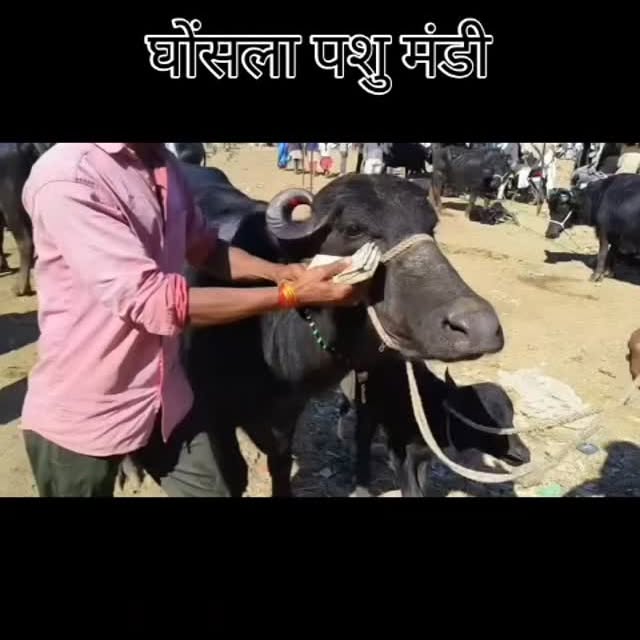 Post by malviya_dairy_farm_143