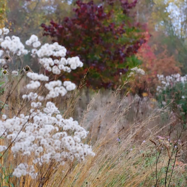 Post by arcadia_landscape_design