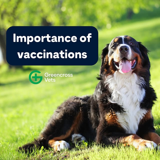 Post by greencrossvets