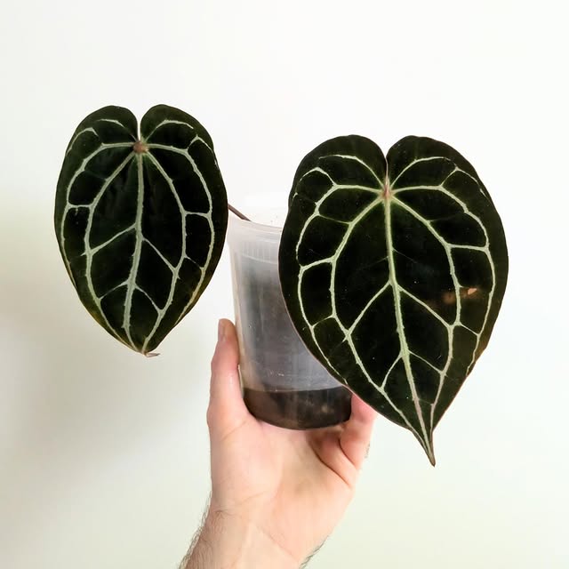 Post by philobrandon