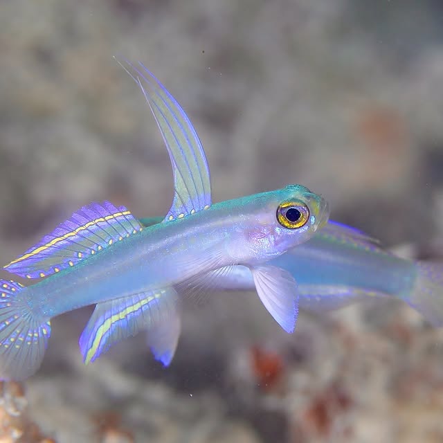 Post by chishimamurakami