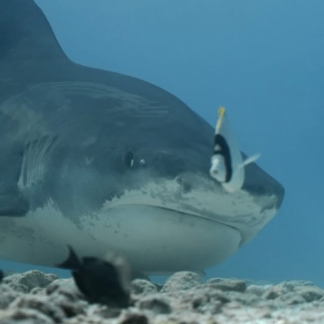 Post by jakemasondiving