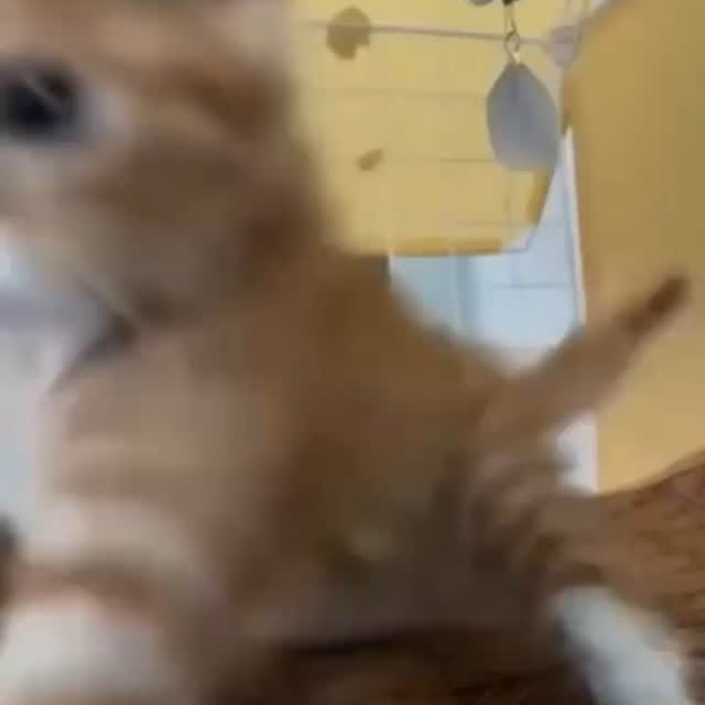 Post by kitty_mittymeow