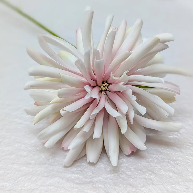 Post by jamberry_sugar_flowers