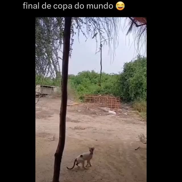 Post by zueirasbrasiloficiall