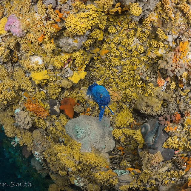 Post by sammyglenn_dives