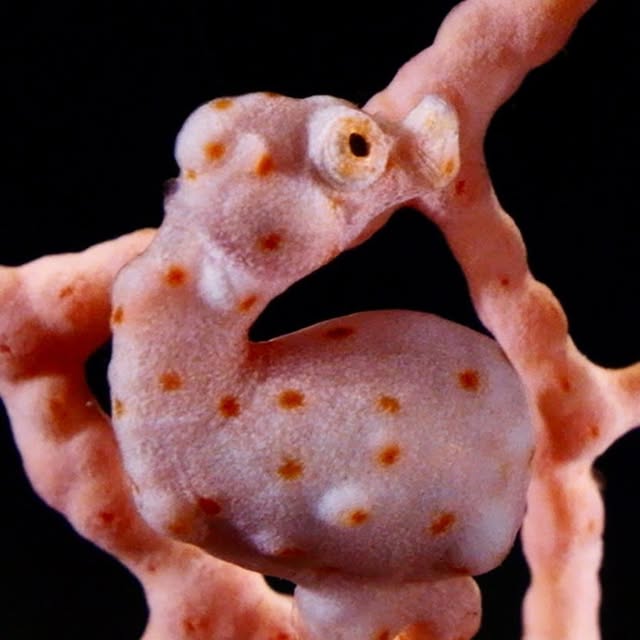 Post by davide_nautilus