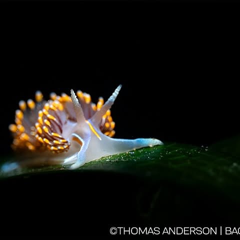 Post by backscattervideophoto