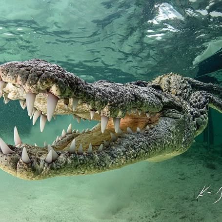 Post by fishportrait