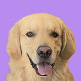 Butters The Goofy Golden's profile picture