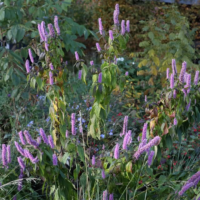 Post by basilikum_und_kaktus