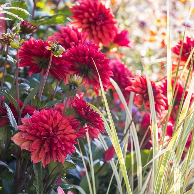 Post by rosannacastrinigardens