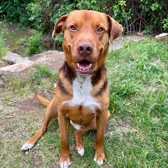 Post by adoptadog_au