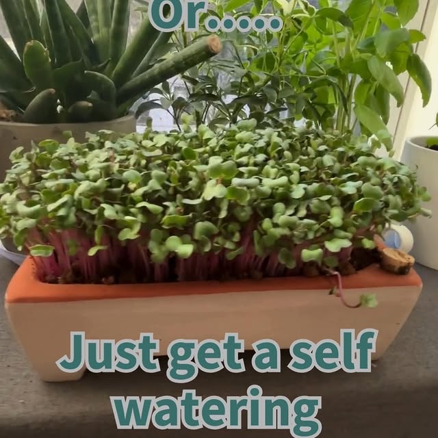 Post by geturbanleaf