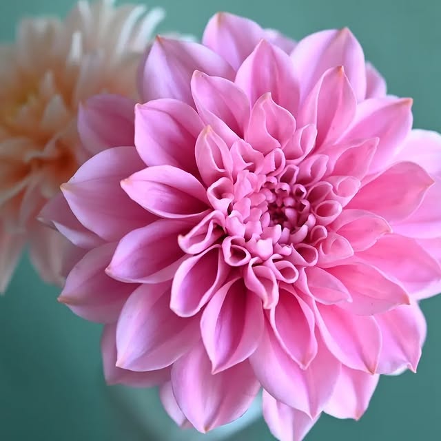 Post by svetasaz_flowers