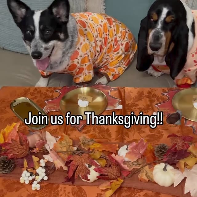 Post by sirbassetwinston