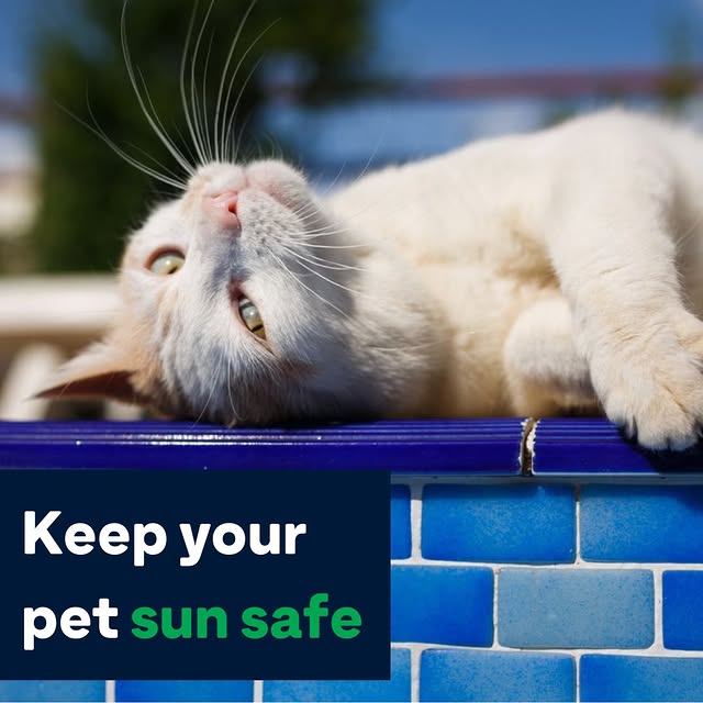 Post by greencrossvets