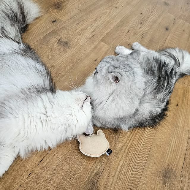 Post by ollie.frenkie