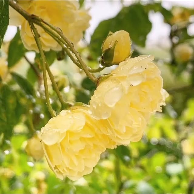 Post by jothompsongarden