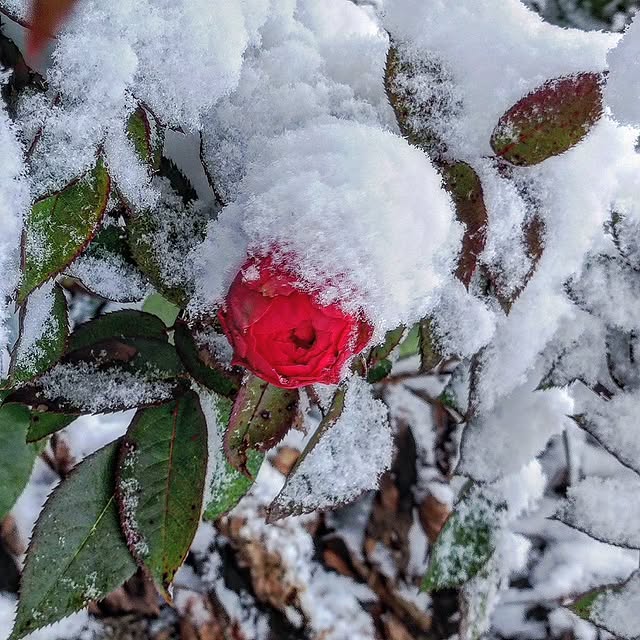 Post by gartenheidisuess