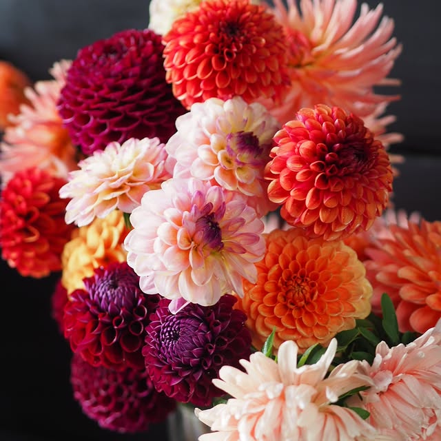 Post by villapelargonia