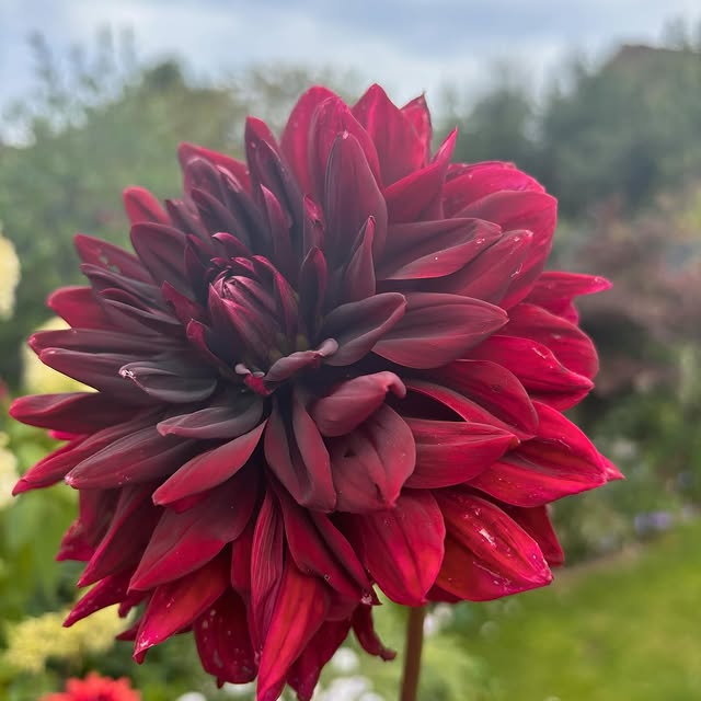 Post by charlies_blooms