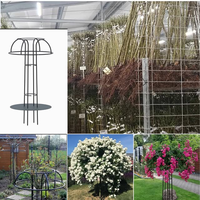 Post by classic_garden_e