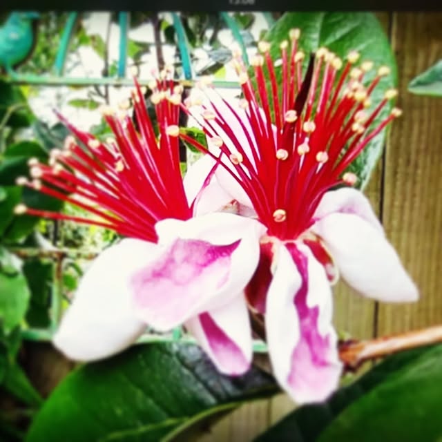 Post by the_hampshire_gardener