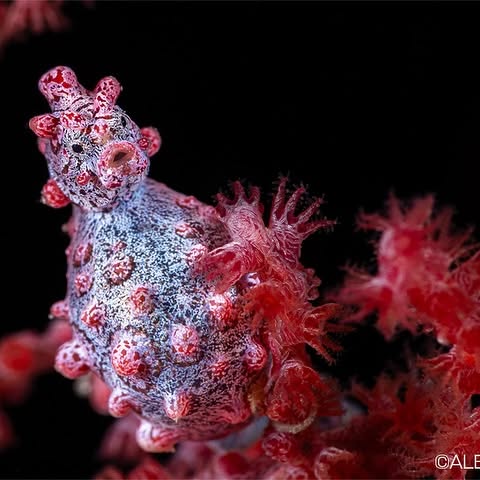 Post by backscattervideophoto