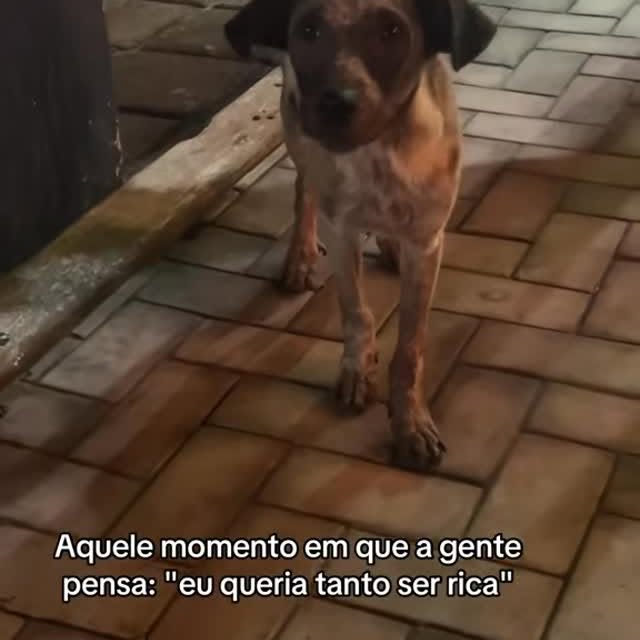 Post by aleatorios_dogs