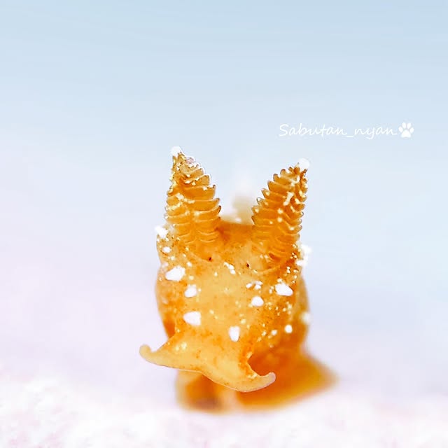 Post by sabutan_nyan