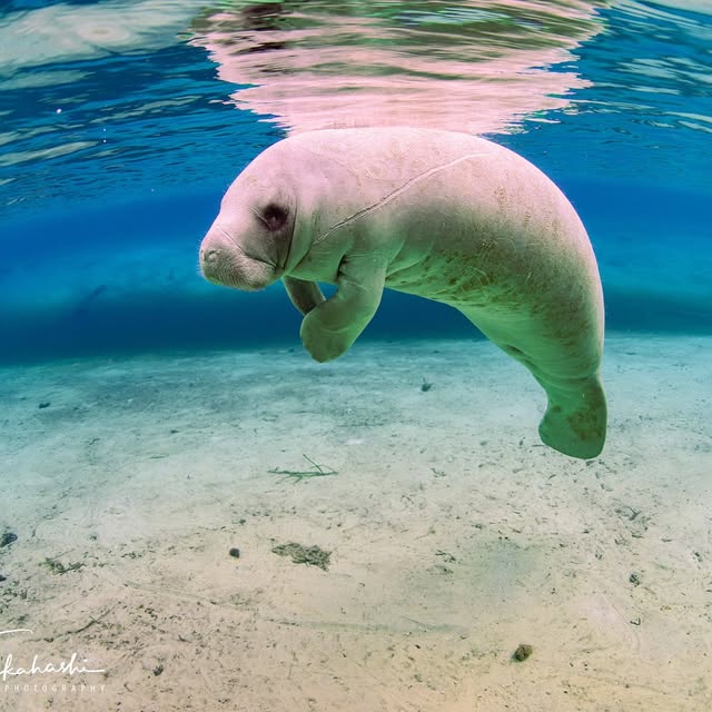 Post by reiko.alice.takahashi