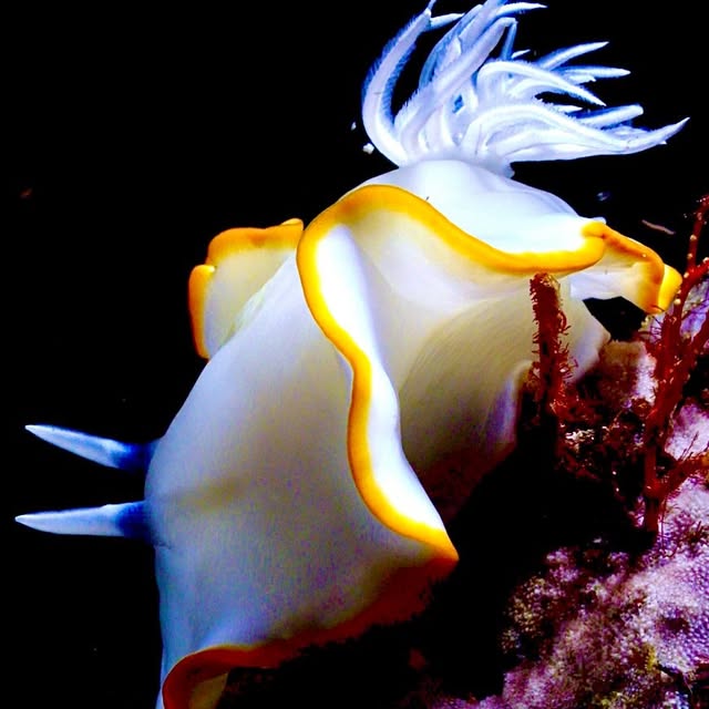 Post by davide_nautilus