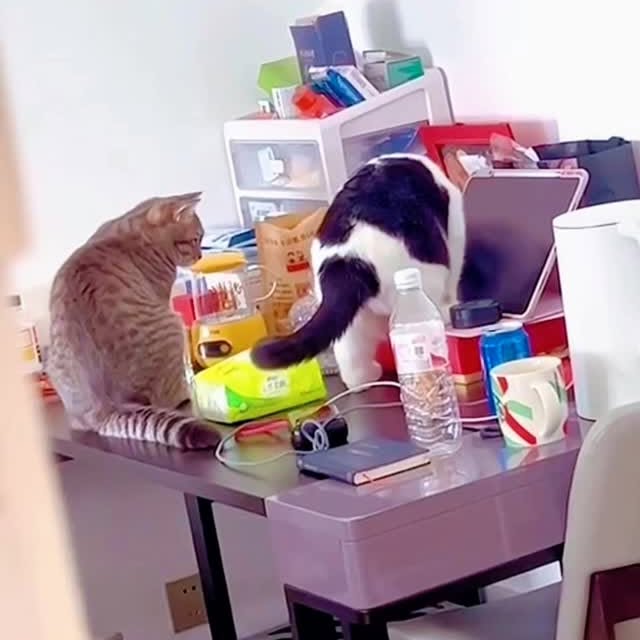 Post by cat.memes.hub