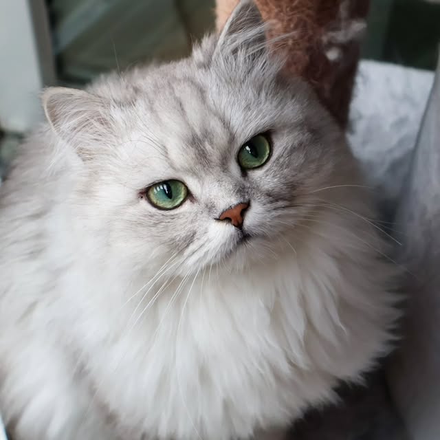 Post by ollie.frenkie