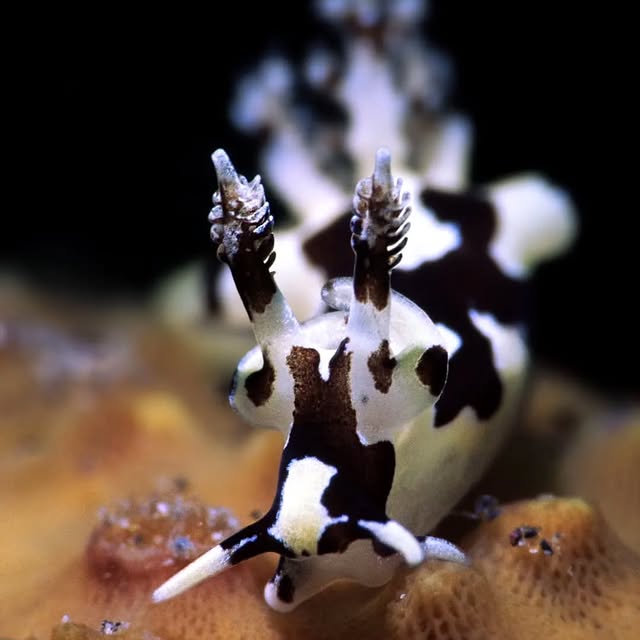 Post by kathrin_underwater