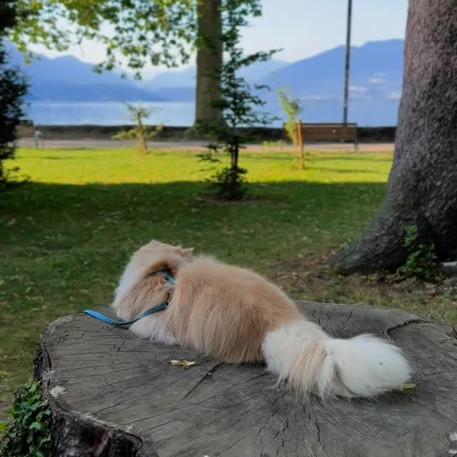 Post by luce.the.persian.cat