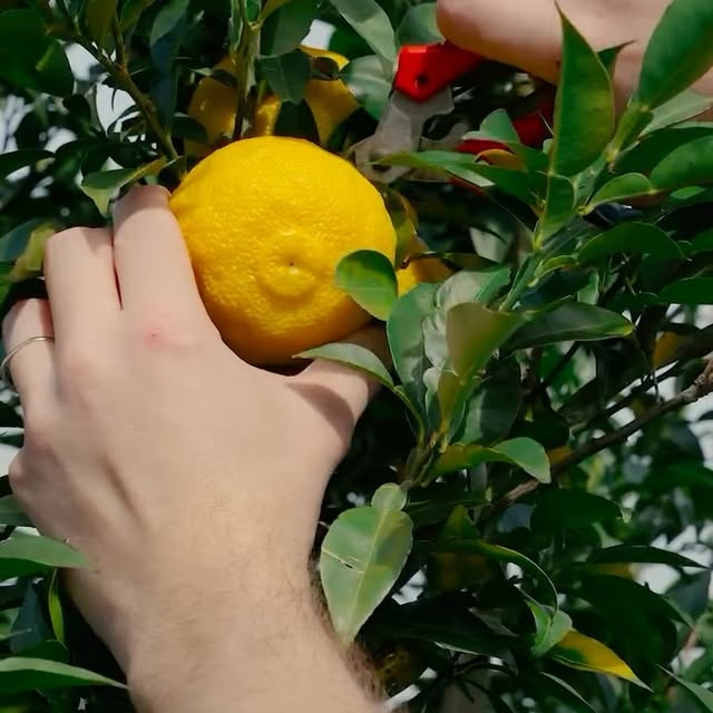 Post by restaurantevett