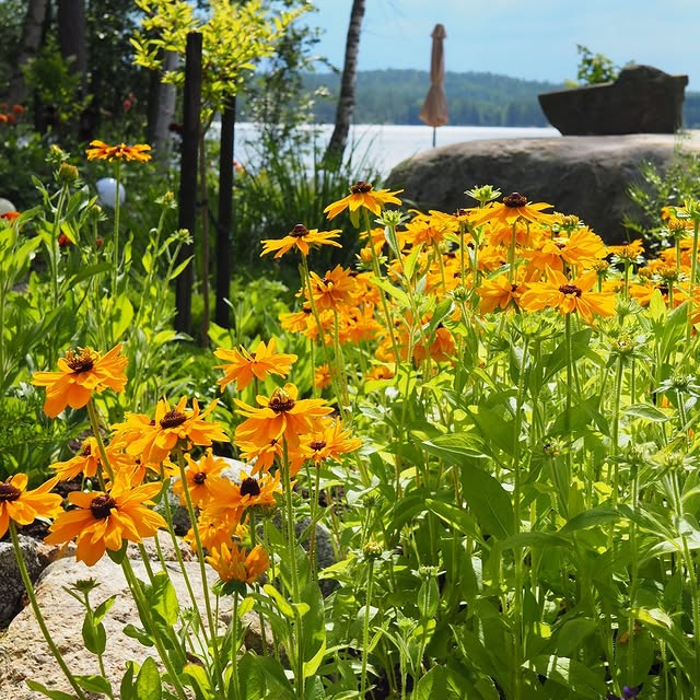 Post by villapelargonia