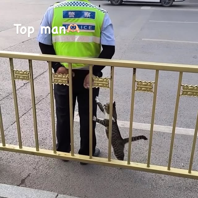 Post by cute.cat.inst